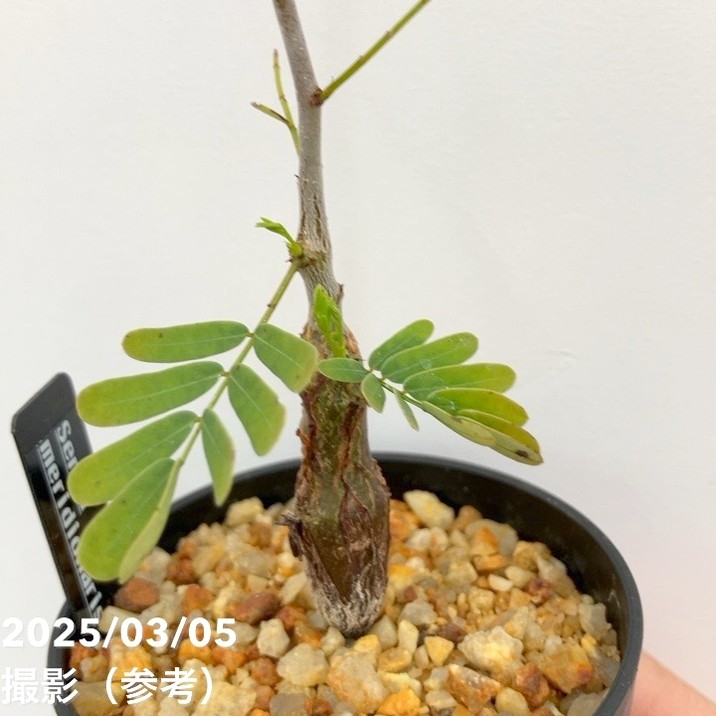 カッシア（センナ） メリディオナリス 2.5号｜観葉10-TU | 観葉・多肉