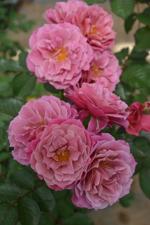 バラ大苗 葵の上 7号 ロサ・オリエンティスプログレッシオ｜花木04-PA