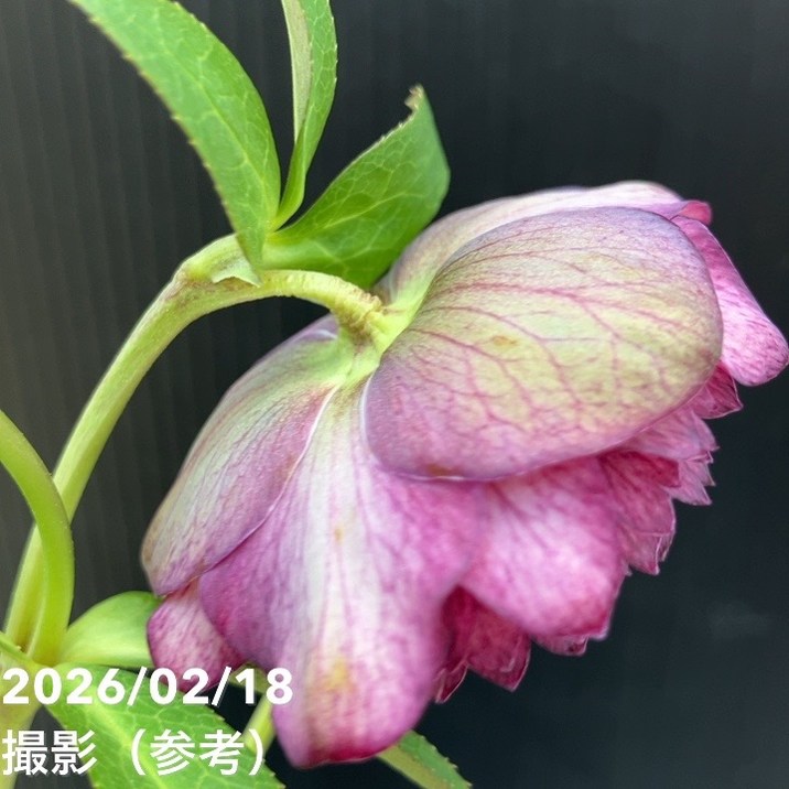 一点物】広瀬園芸 クリスマスローズ 4号（HR38）｜山野04-PA | 草花