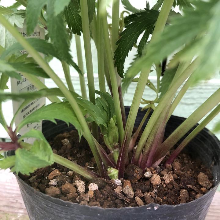 クリスマスローズ ボッコネイ 4号ポット｜山野04-PA | 草花,クリスマス