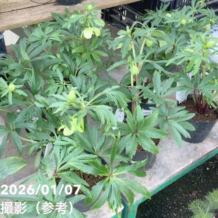 クリスマスローズ ボッコネイ 4号ポット｜山野04-PA | 草花,クリスマス