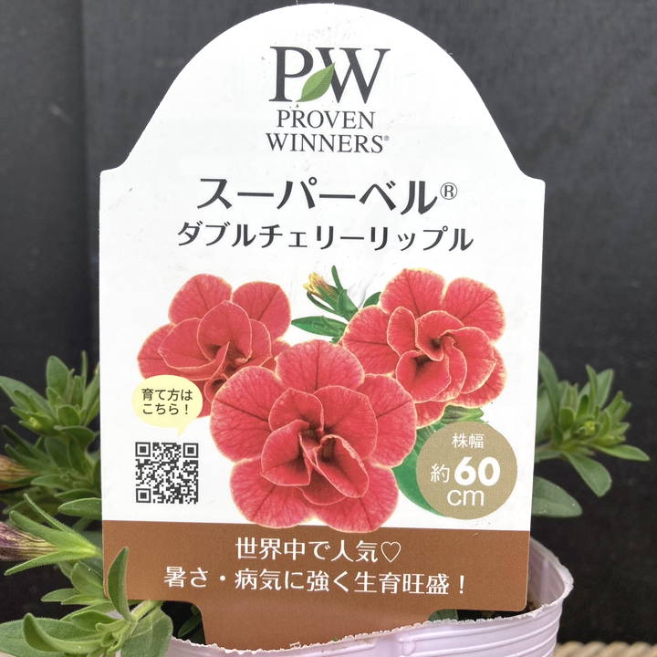 PW スーパーベル ダブルチェリーリップル 3.5号×3株セット｜草花04-PA