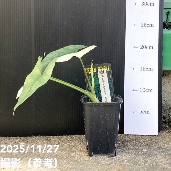 現品お届け】アロカシア シンポ アルボ Alocasia simpo albo variegata