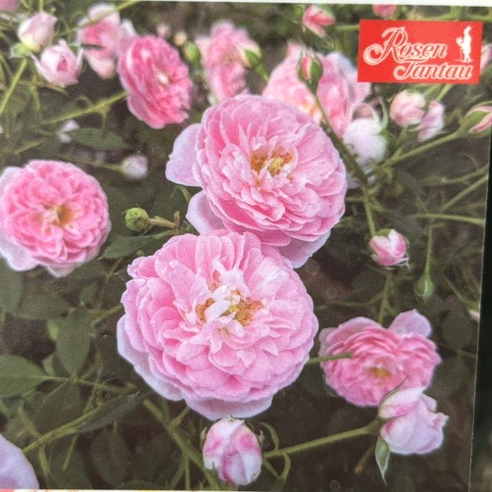 バラ大苗 サクラ クリスタル 4.5号ロングポット 京成バラ園芸｜花木04