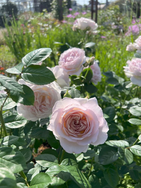 バラ大苗 タフタ 7号ロングスリット鉢 河本バラ園 河本麻記子さん