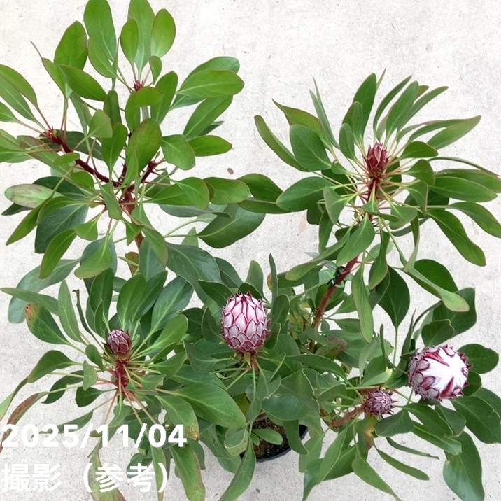 現品お届け】キングプロテア リトルプリンス（5花付き）7号苗 PVP