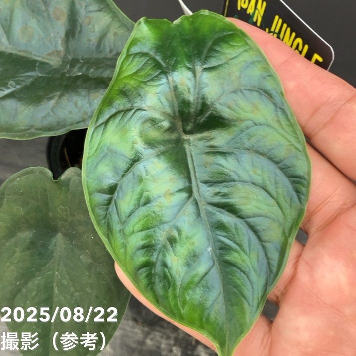 現品お届け】アロカシア グリーンユニコーン Alocasia cv Green Unicon