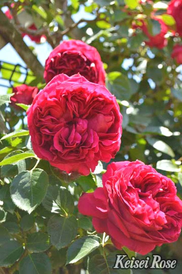 つるバラ長尺苗 ルージュ ピエール ドゥ ロンサール 6号 京成バラ園芸