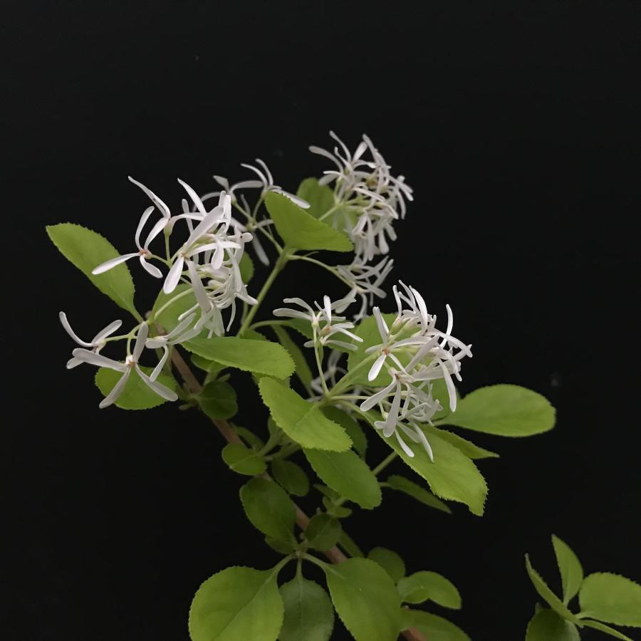 ナンジャモンジャ ヒトツバタゴ 庭木 植木 落葉樹販売通販
