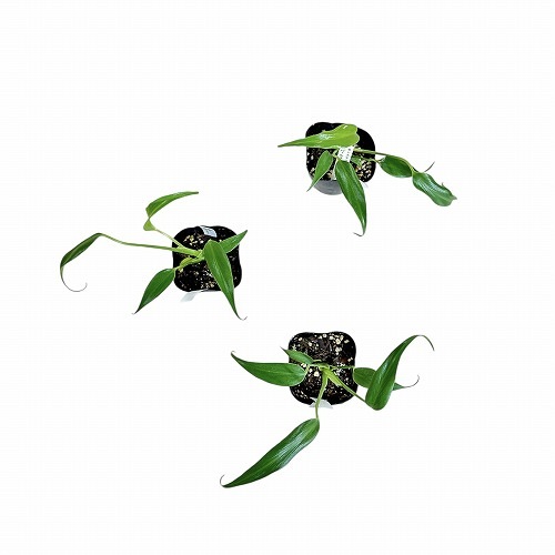 モンステラ バールマルクス フレーム 3号ポット｜芳樹園オンラインショップ