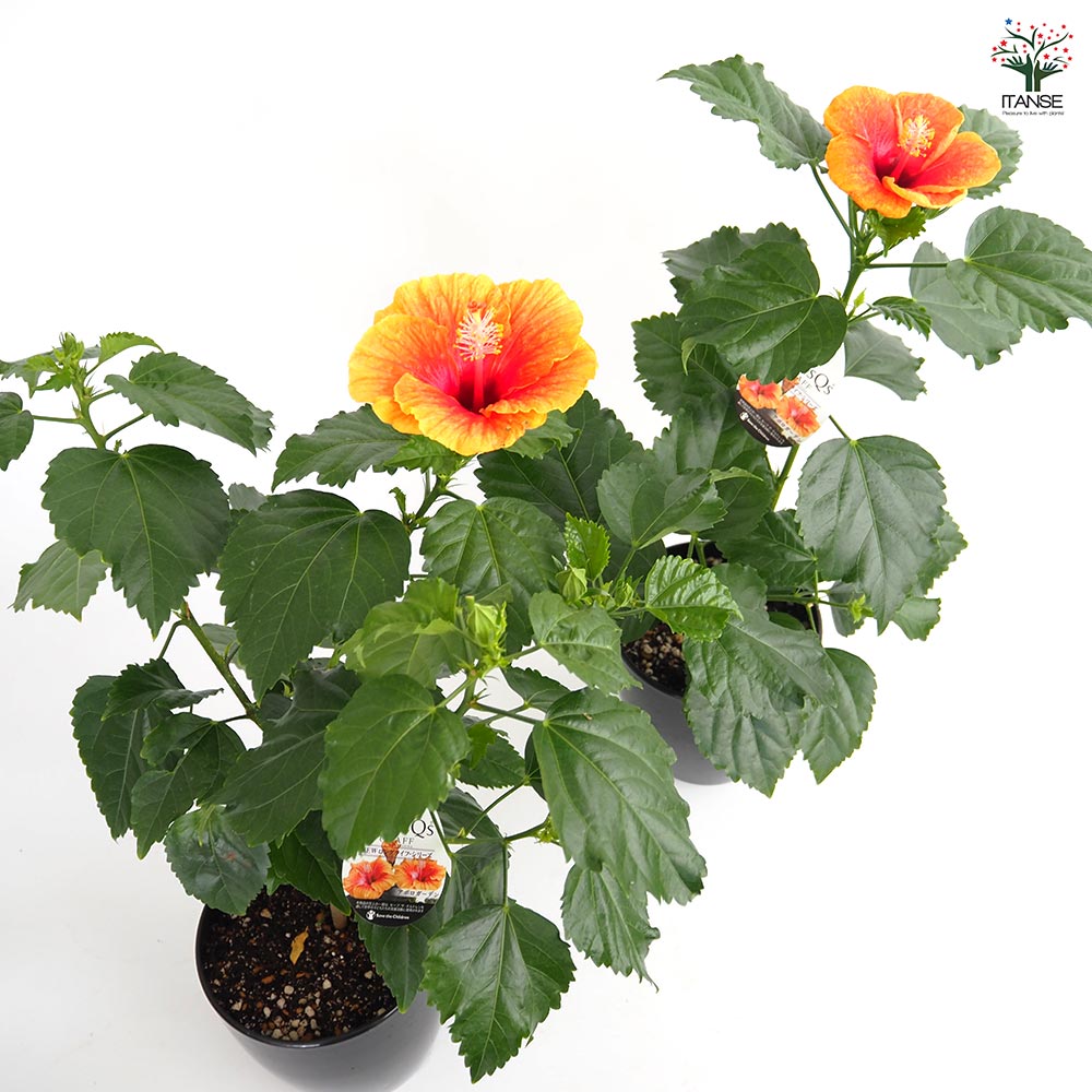 ハイビスカス LONGLIFE アポロガーデン 【花木苗 5号／1個売り