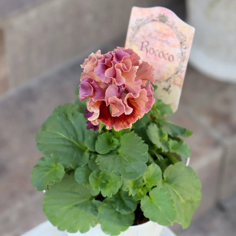 2024年デビューの希少品種》サトウ園芸さんのパンジー・ローブ・ドゥ