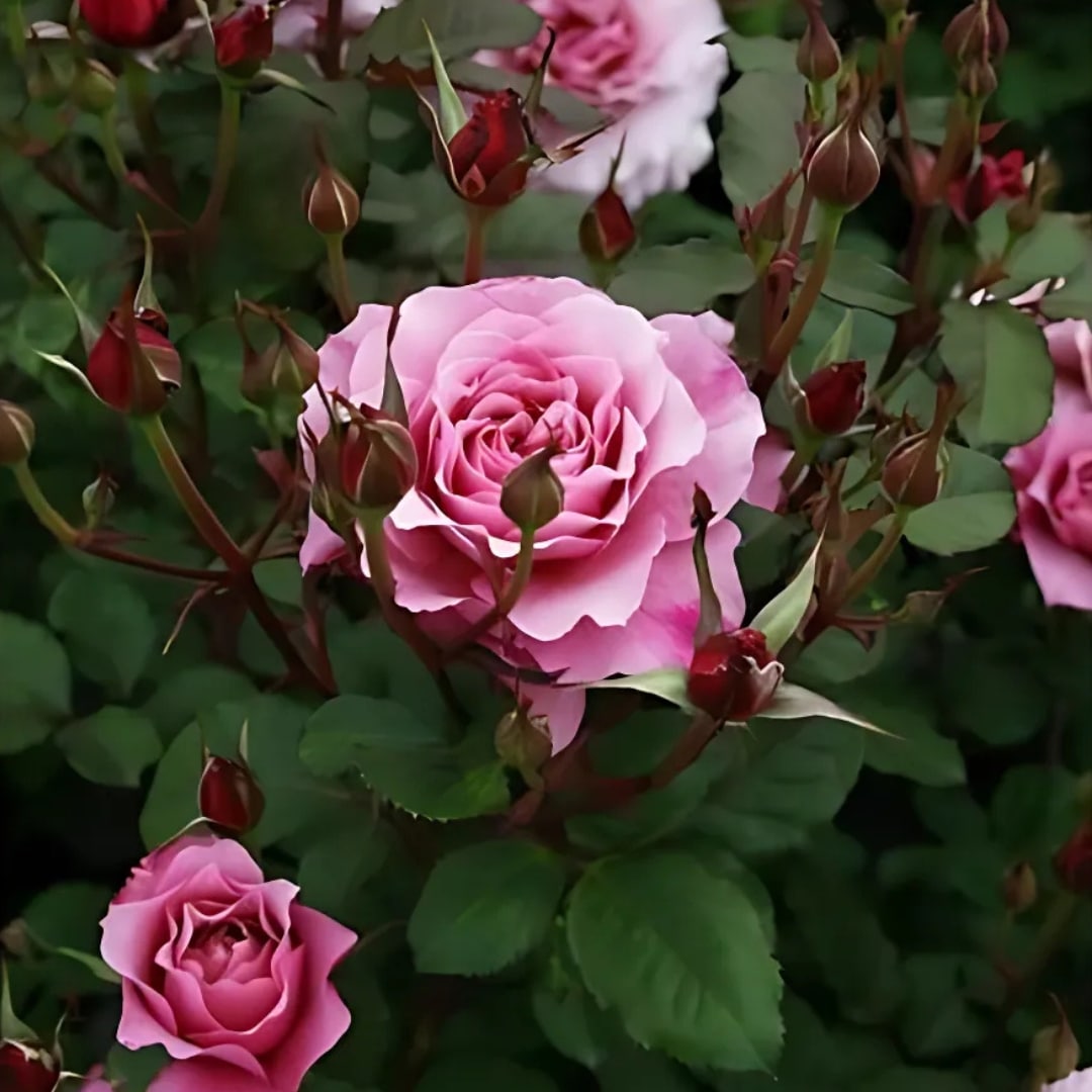 バラ苗 大苗 2026 プラム グレイ Plum Gray 国産ノイバラ台木使用