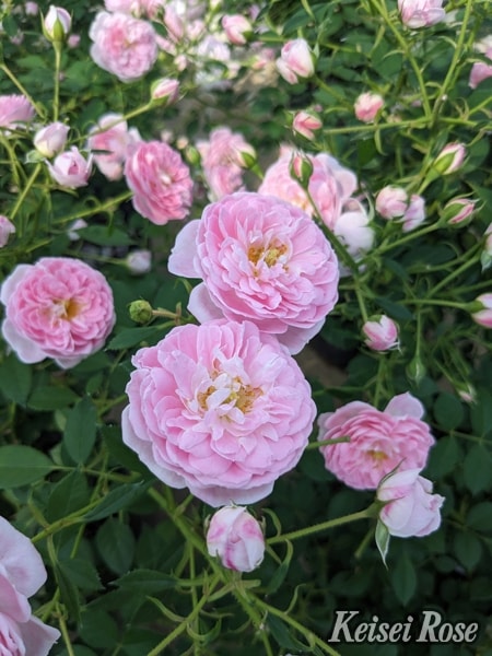 サクラ・クリスタル（大苗） 7号鉢植え シュラブローズ タンタウ バラ