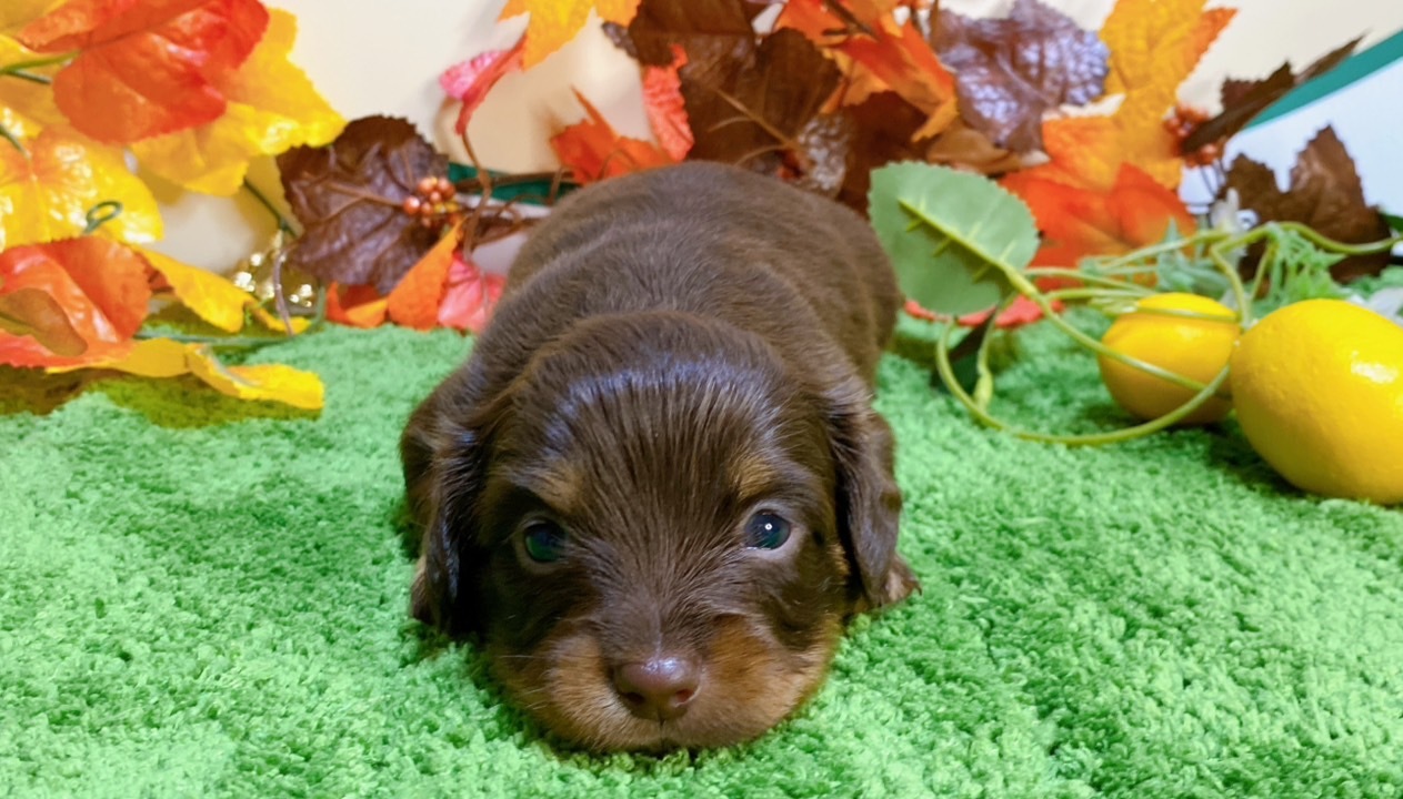 ちょこたん PR ws ミックス（ﾁﾜﾜ×ﾐﾆﾁｭｱﾀﾞｯｸｽ）<BR>2024年9月3日生まれ<BR>チョコタン