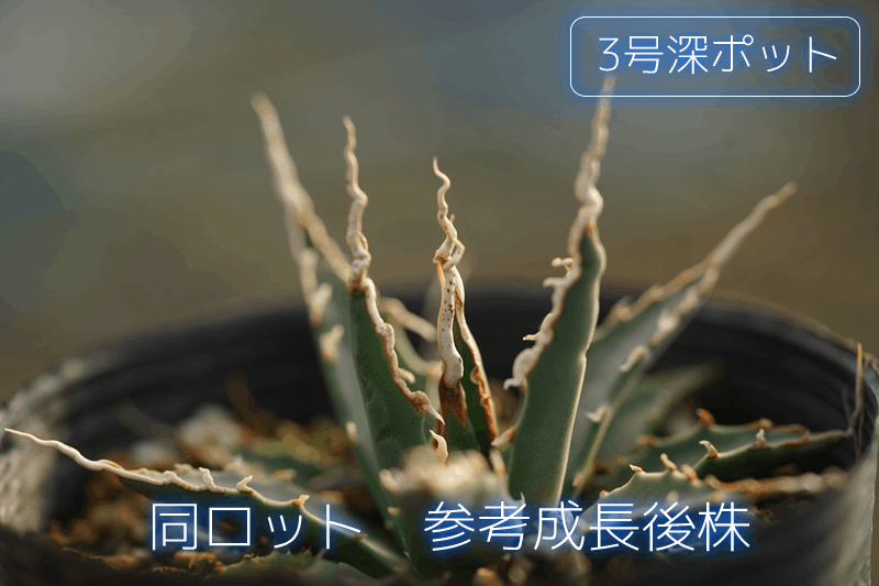 アガベ・ユタエンシス「エボリスピナ」 2号ロングポット×6ポットセット