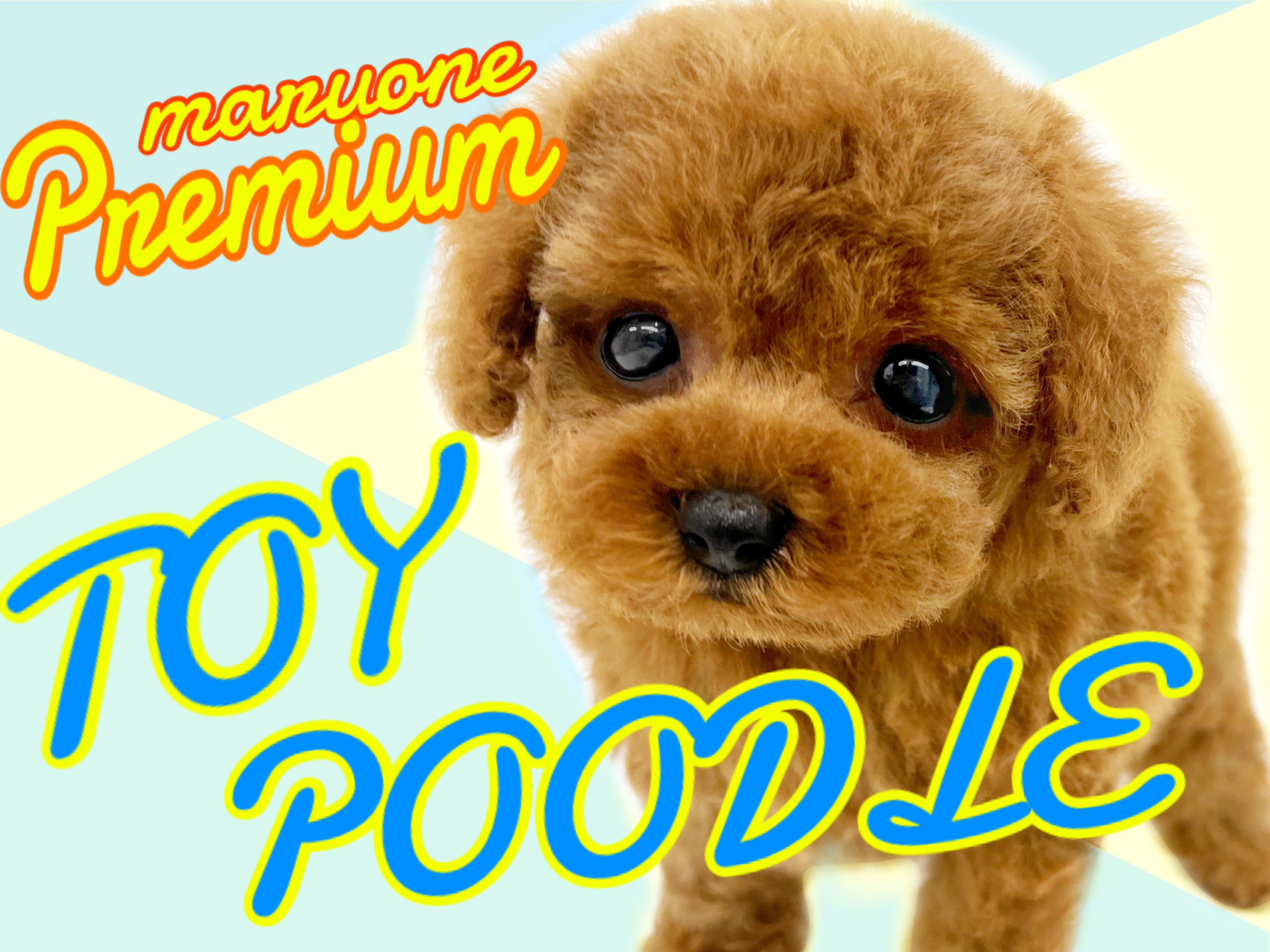 トイプードル 】ぬいぐるみを超える可愛すぎるプレミアムわんこ