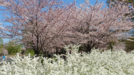 桜と雪柳 - 足立区、舎人公園の写真 - トリップアドバイザー