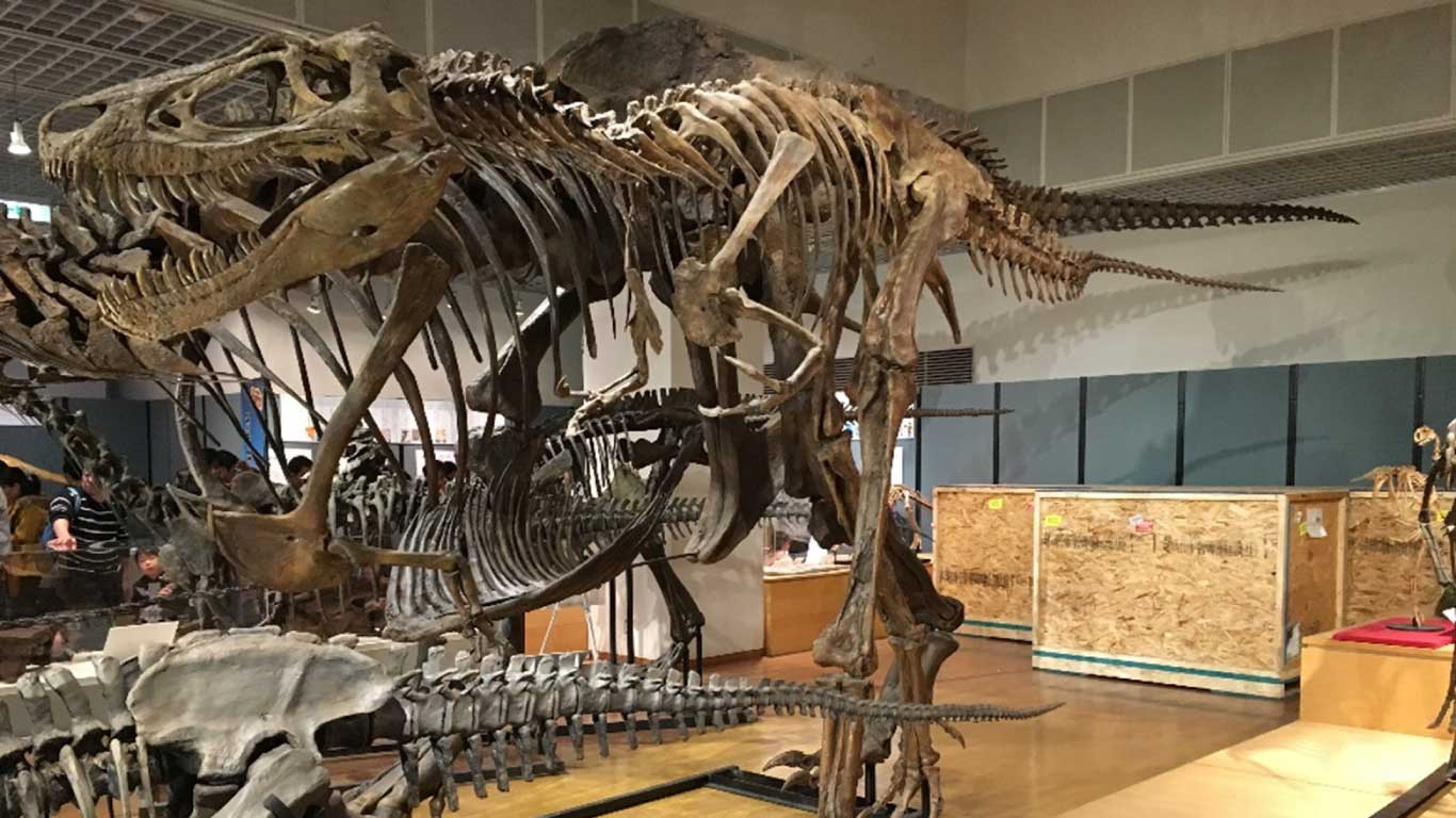 ティラノサウルスの若者？それとも別属？ 論争続くナノティラヌス