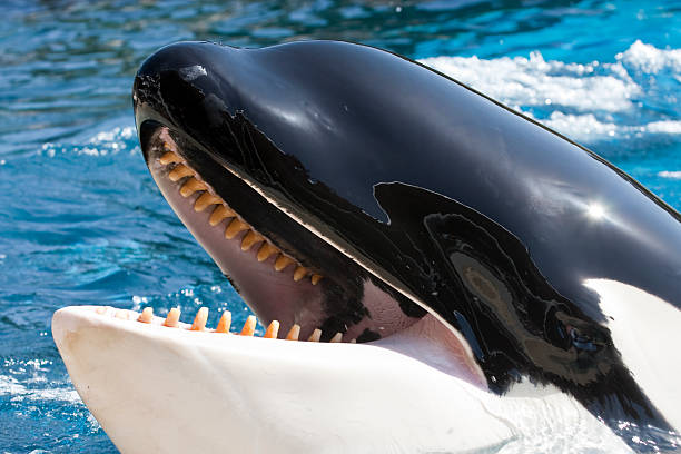 シャチの歯を示す - ひれのストックフォトや画像を多数ご用意 - ひれ