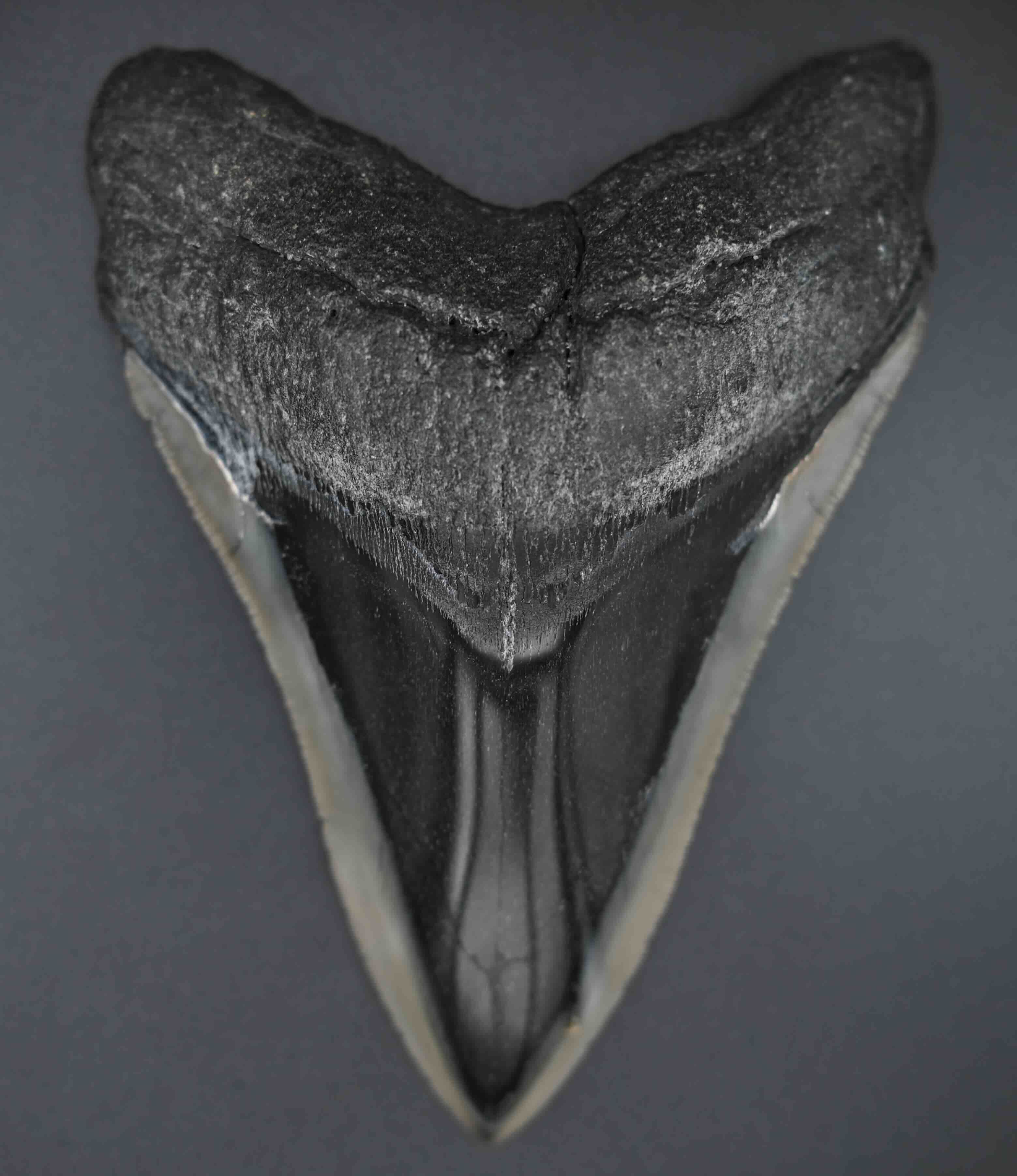 メガロドンの歯の化石 mgaz5002 | Megalodon-teeth.jp