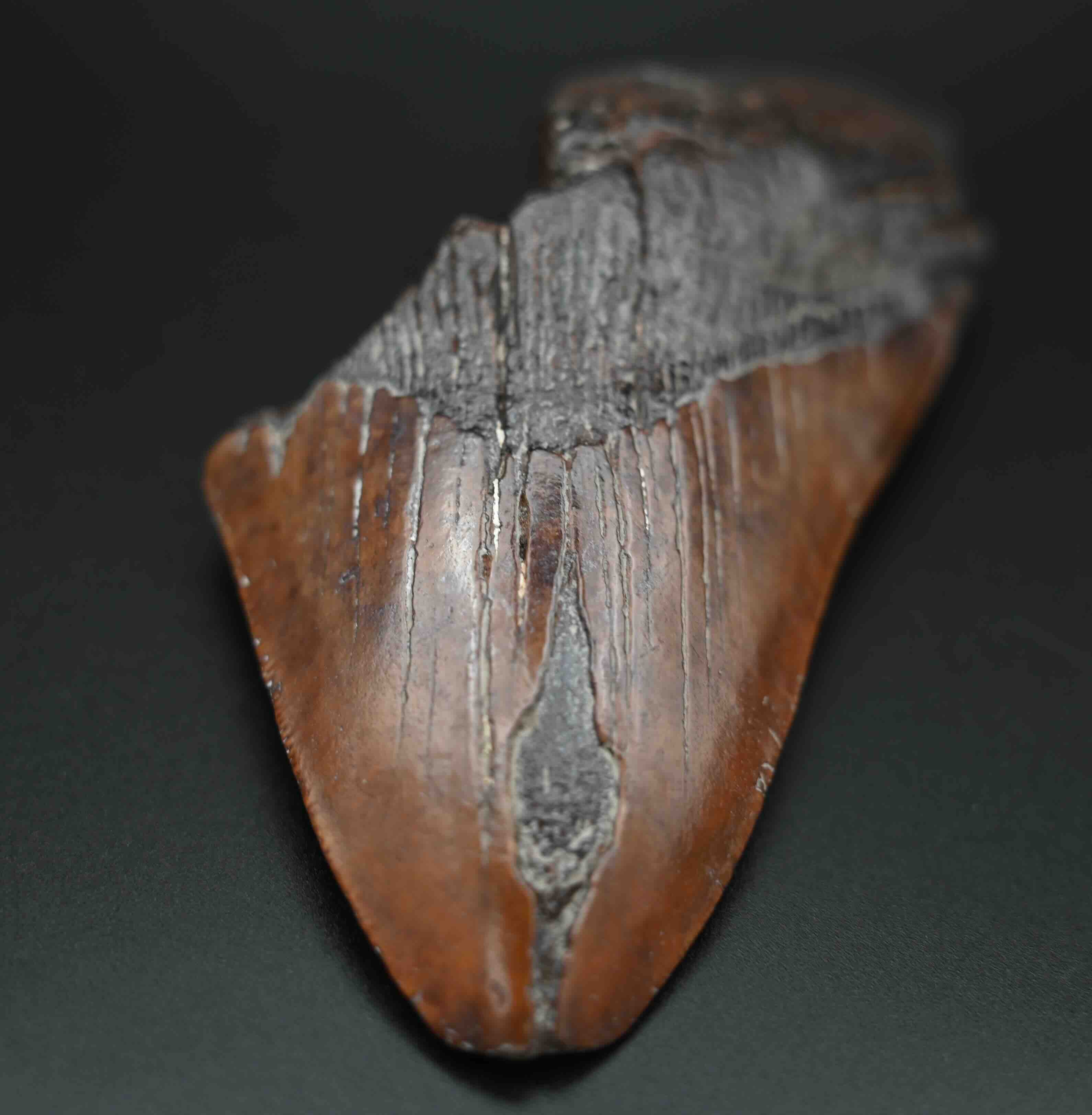 メガロドンの歯の化石 mgaz5003 | Megalodon-teeth.jp