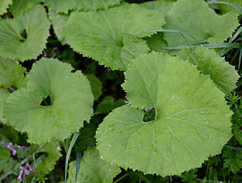 フキ Petasites japonicus キク科 Asteraceae フキ属 三河の植物観察