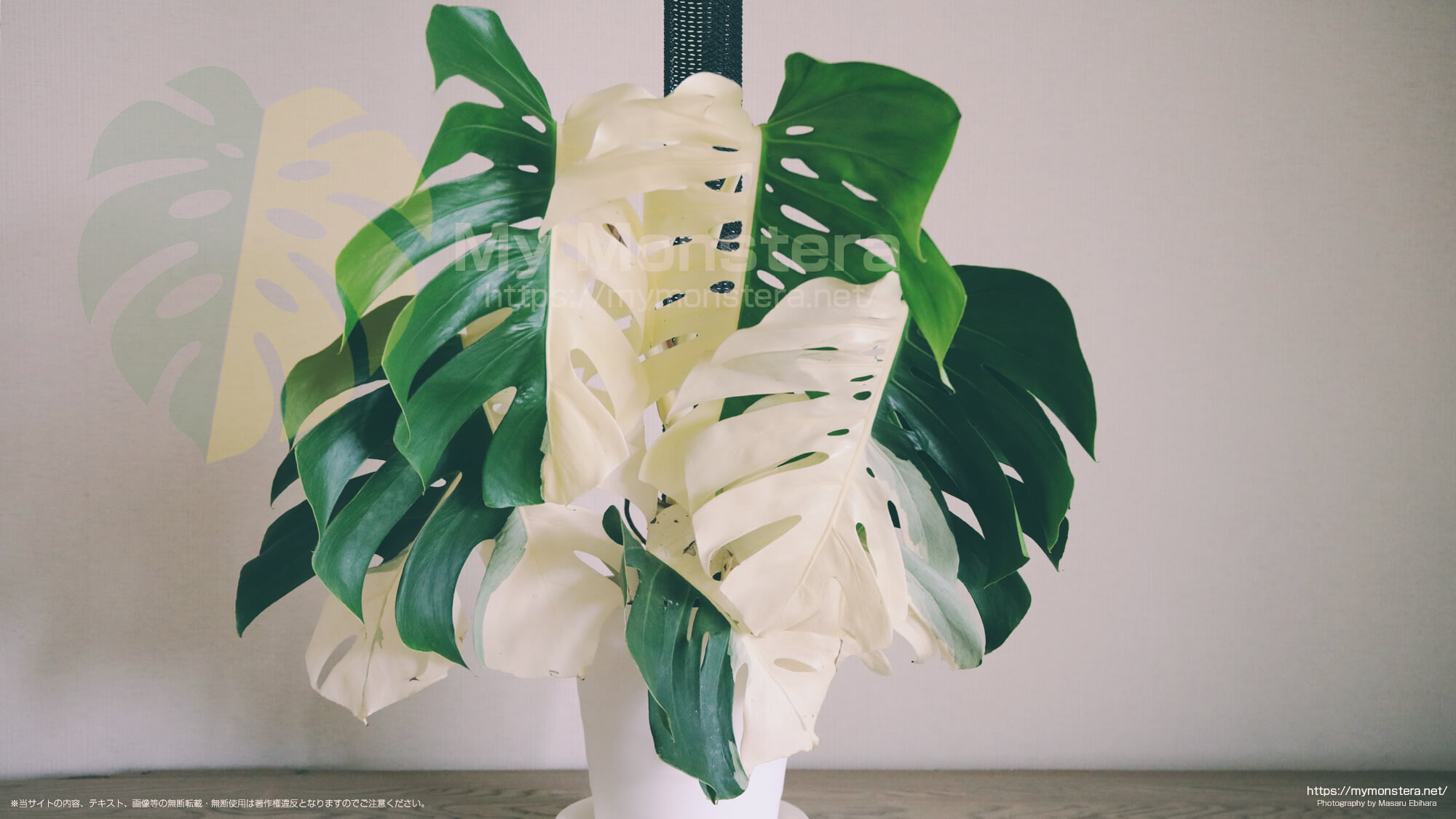 ハーフムーン・モンステラ - 私のモンステラ