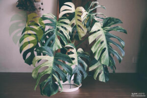 栽培開始から丸一年が経過したモンステラデリシオーサボルシギアナ