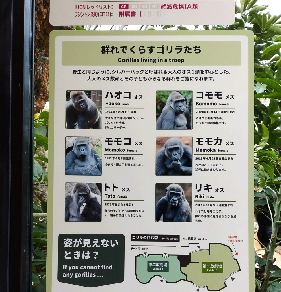上野動物園のゴリラ達～メンバー紹介（大人編） | ながお歯科クリニック