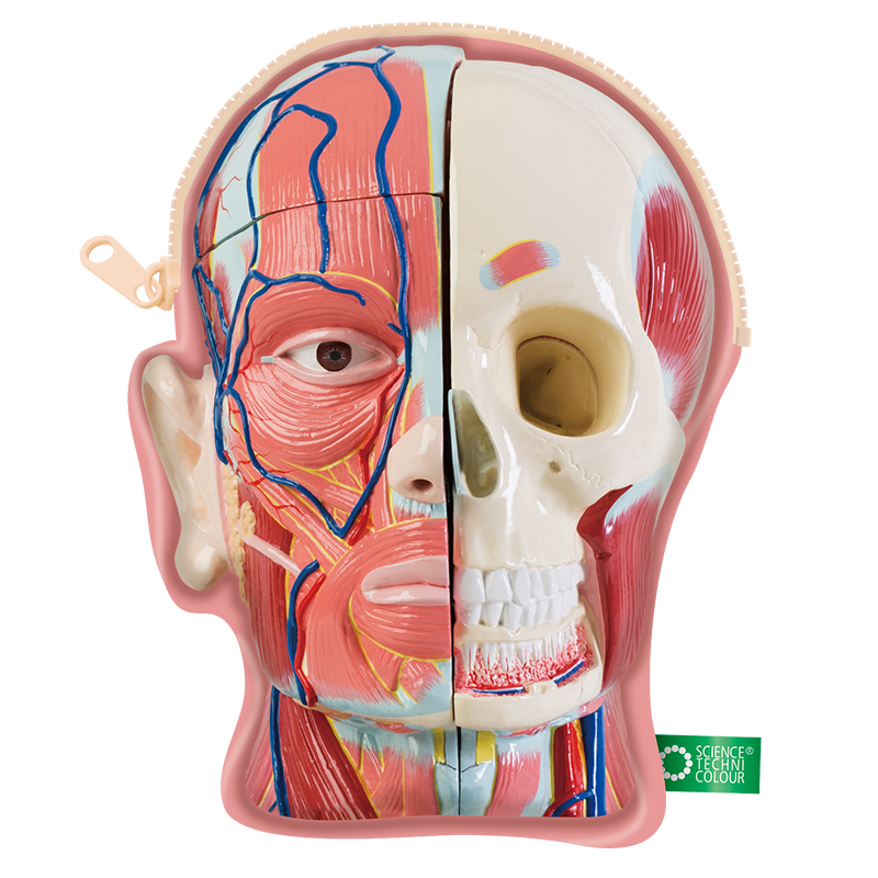 人体解剖模型ポーチ – ネイチャーテクニカラー公式