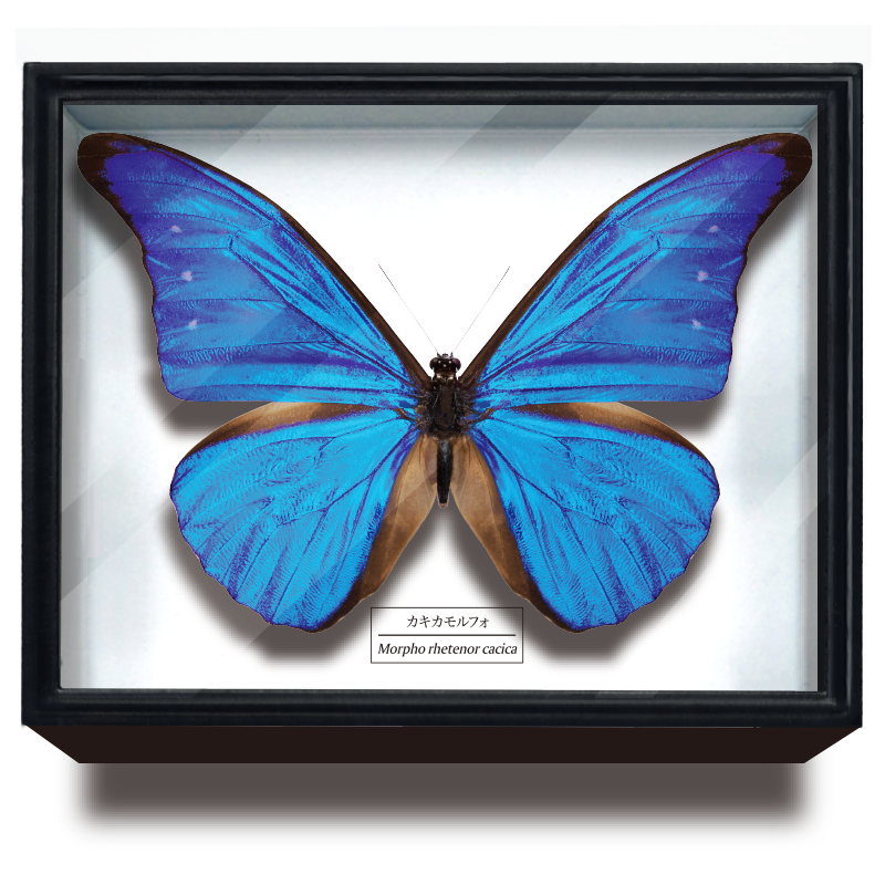 大型ドイツ箱×1 中型印籠箱×2 標本箱3セット 新商品のお知らせ