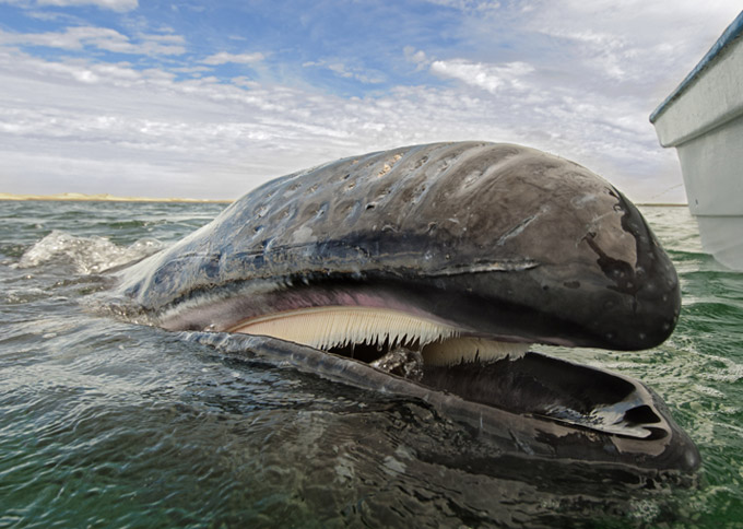 ひげ”を見せるクジラ | ナショナル ジオグラフィック日本版サイト