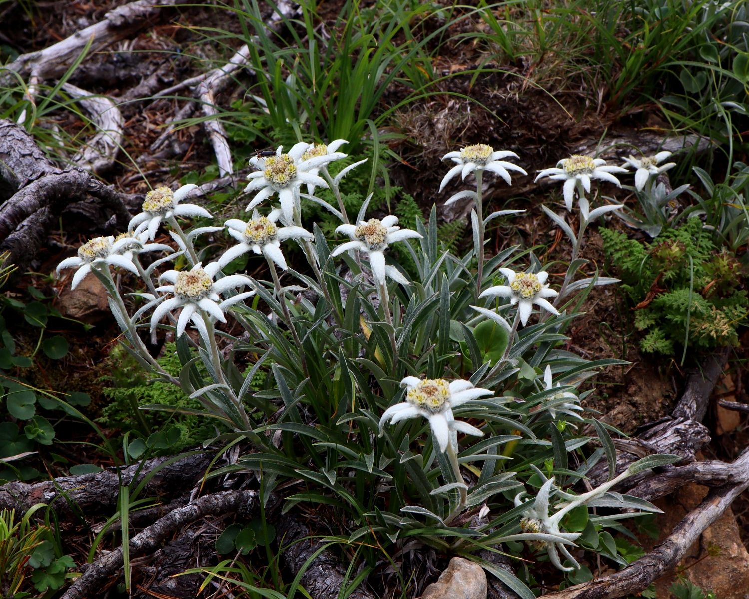 日本のエーデルワイス | 山川草木図譜 | ふと気になった植物や自然の