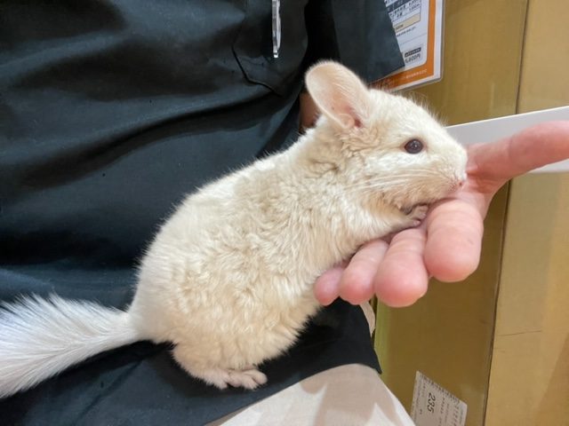 吉祥寺店初』チンチラ（ゴールドバー）が入荷しました！！ | 熱帯倶楽部