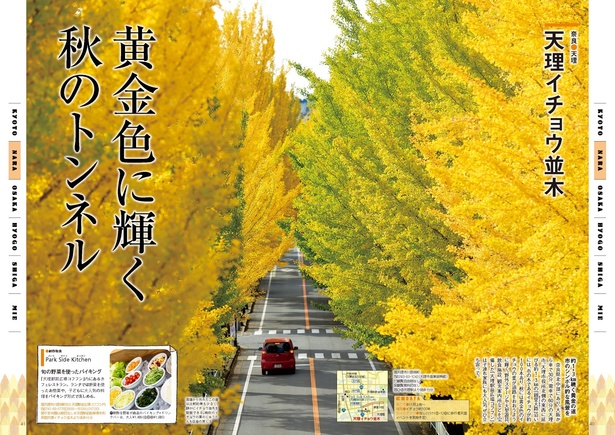 おすすめ紅葉スポット】その数約1000本! 大阪の顔を彩るイチョウ並木道