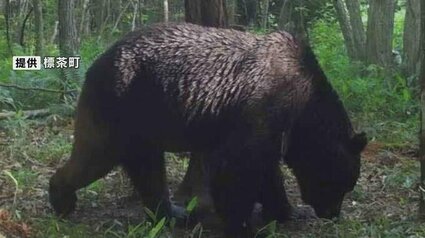 クマ嵐】牛66頭を襲ったOSO18の恐怖再び…わなを学び捕獲から逃れる