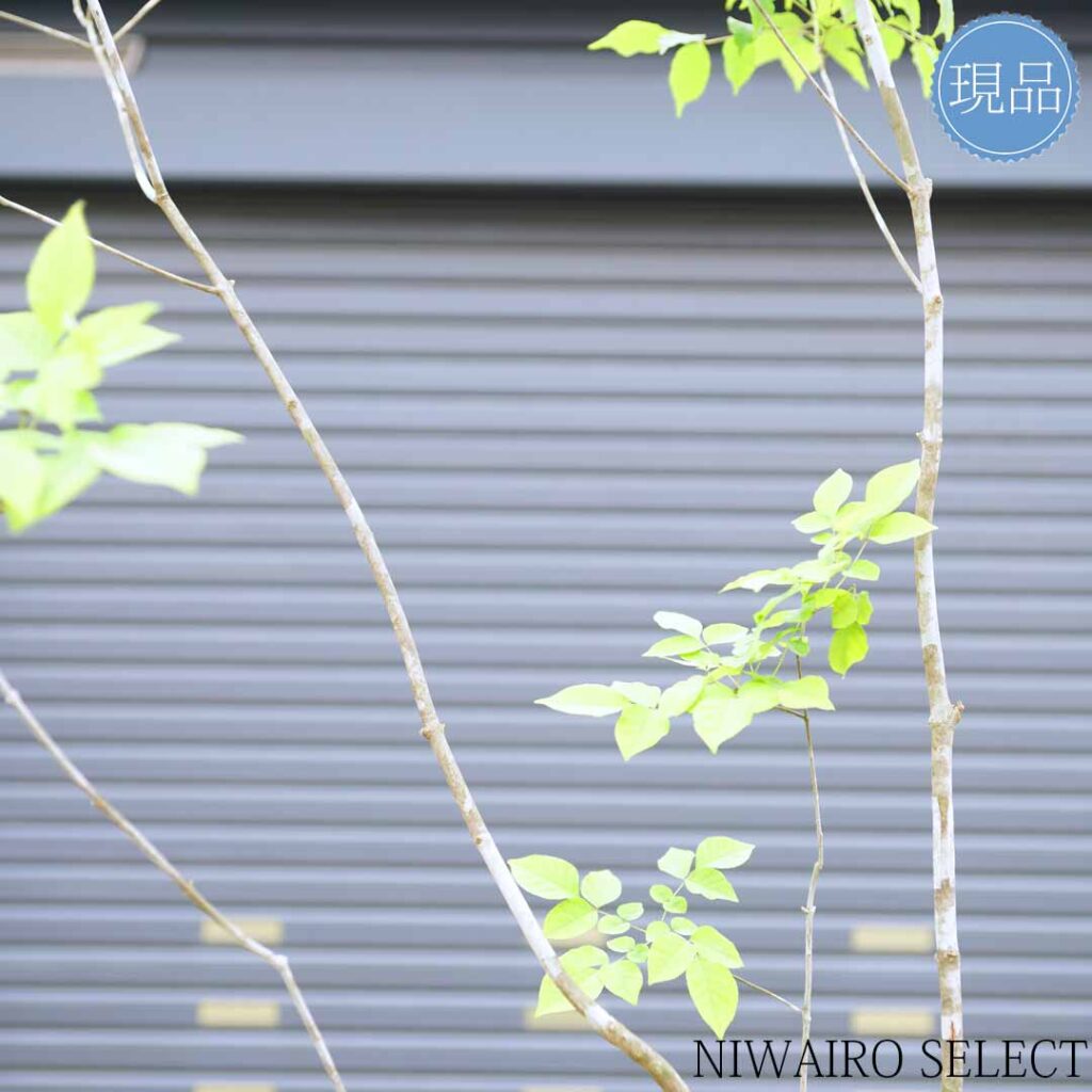 スタッフブログ 発送作業16 山採りアオダモ - にわいろSELECT