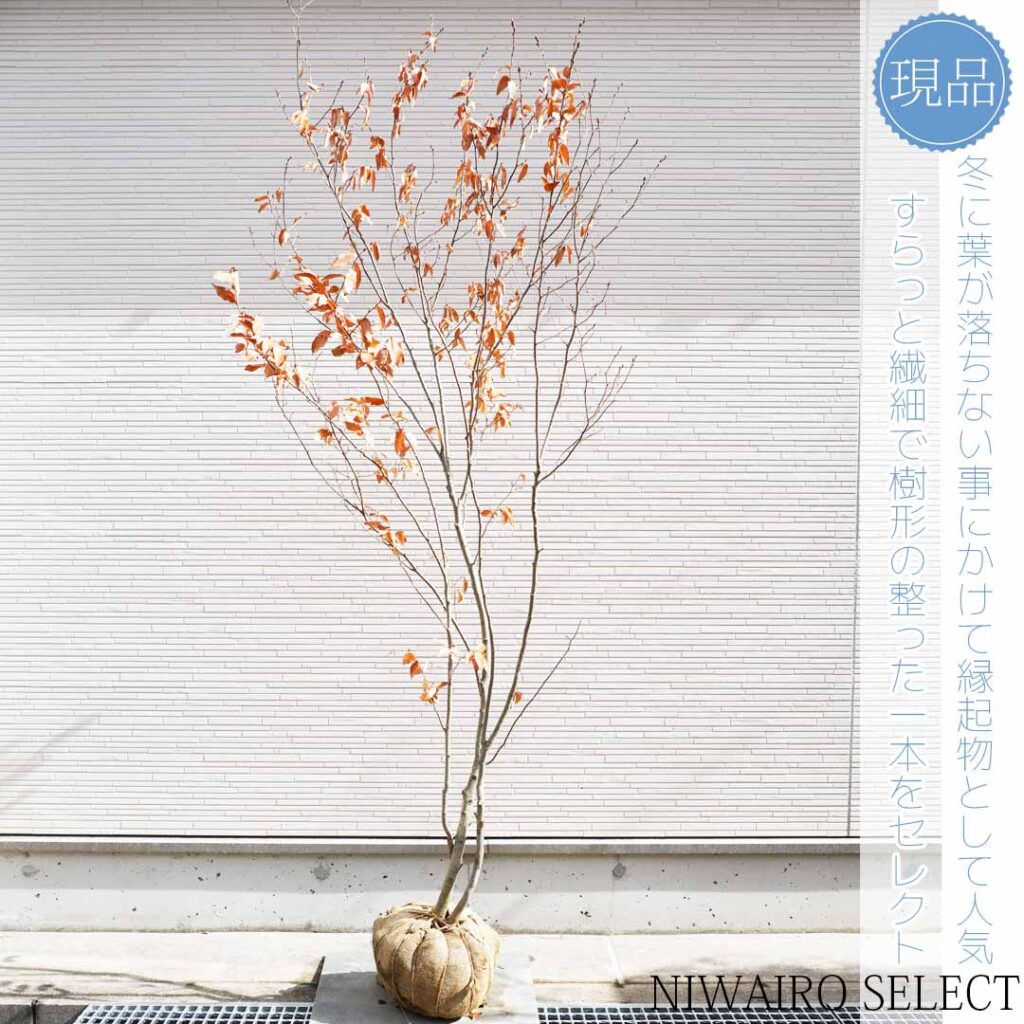 ヤマコウバシとはどんな植木？特徴と育て方について詳しく解説 - に