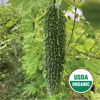 Bitter Melon – North Circle Seeds