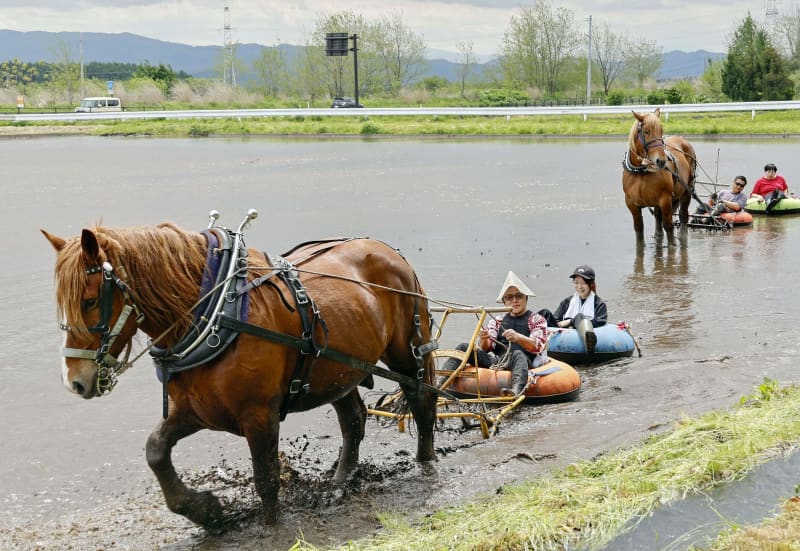 チャグチャグ馬コ」文化継承へ模索 馬が農具引く原風景、岩手・滝沢の