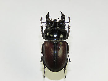 珍奇な甲虫！など。: 三足のわらじ