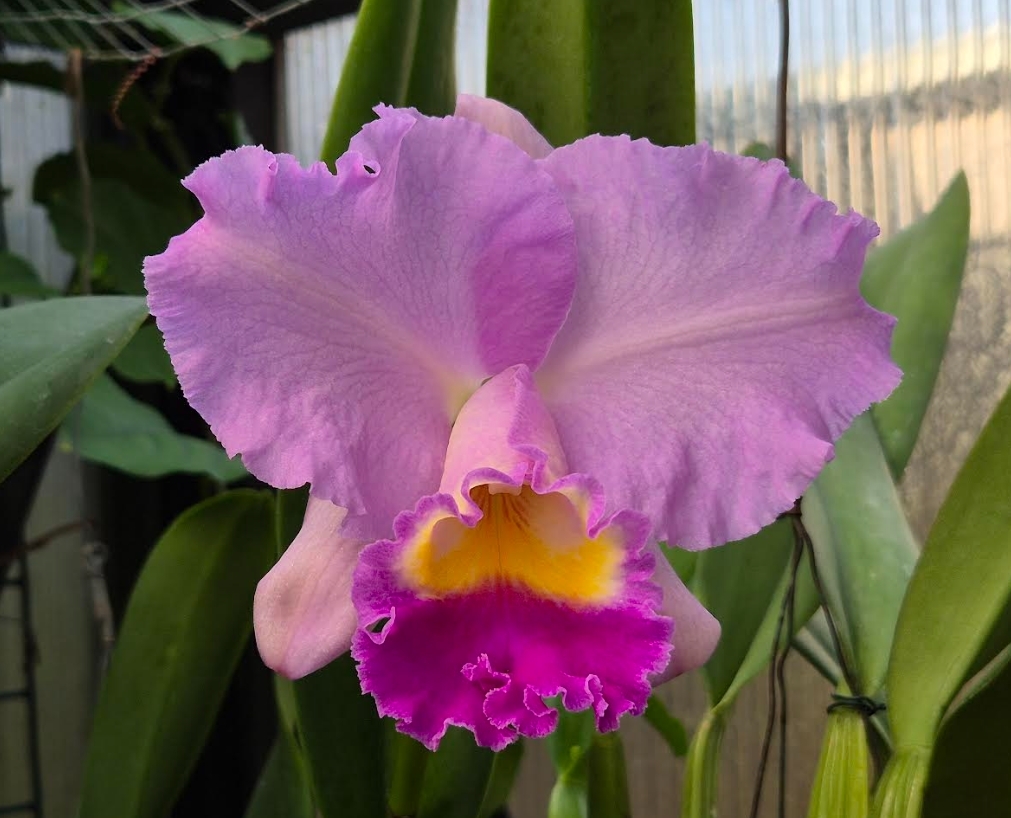 Laeliocattleya Joanna Rose - orchidroots