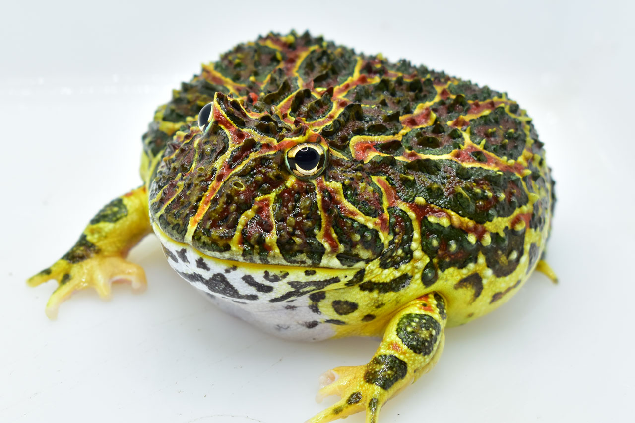 ベルツノガエルの特徴・飼育情報 – おたま商会