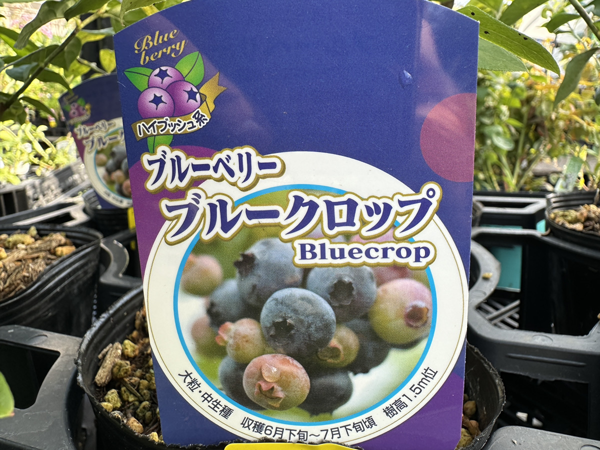 イシヅキさんのイチジク・石黒さんのブルーベリー入荷しました