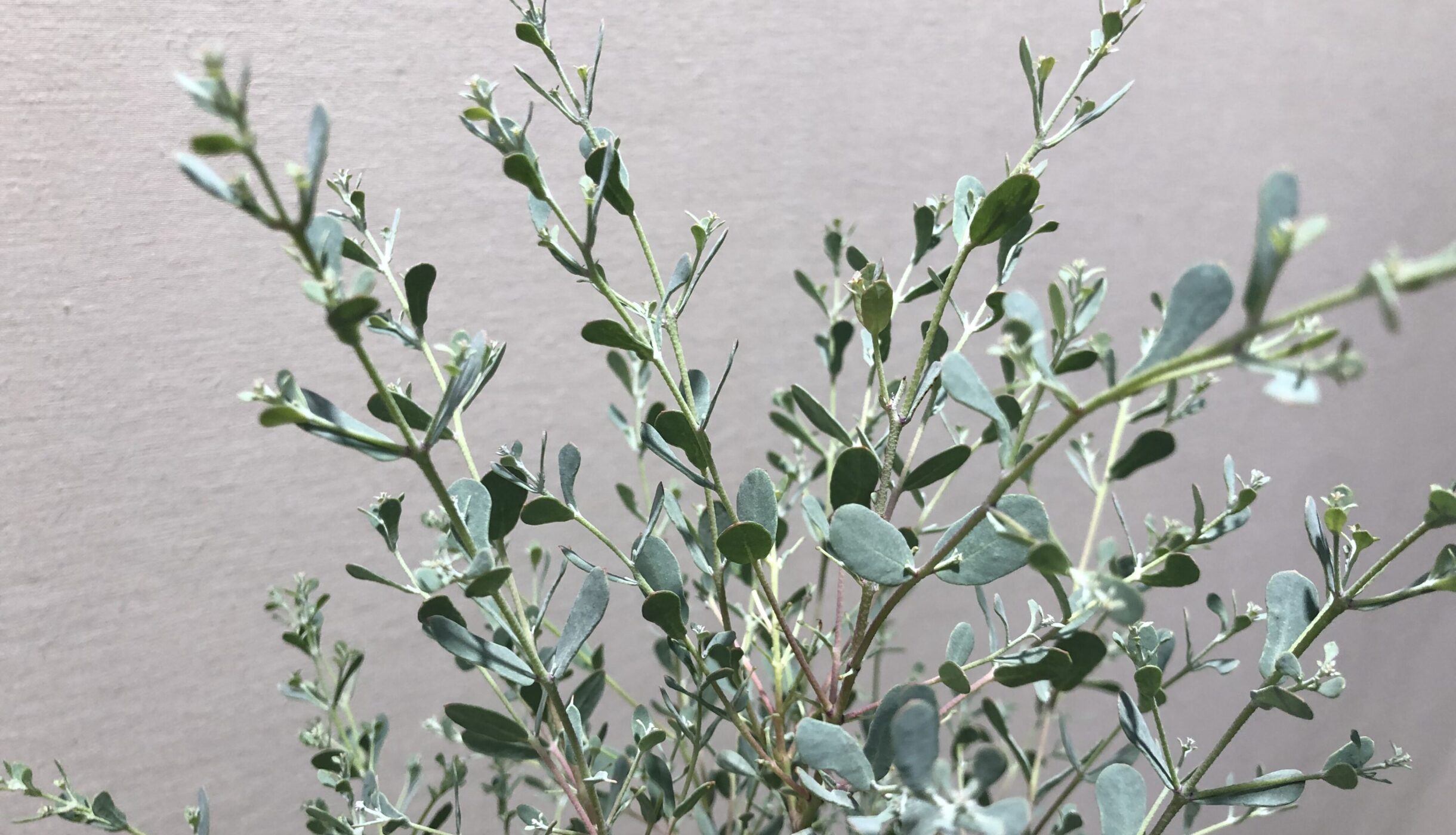 1F|ユーカリ新品種（France Blue Rengun）入荷しました。 | オザキ