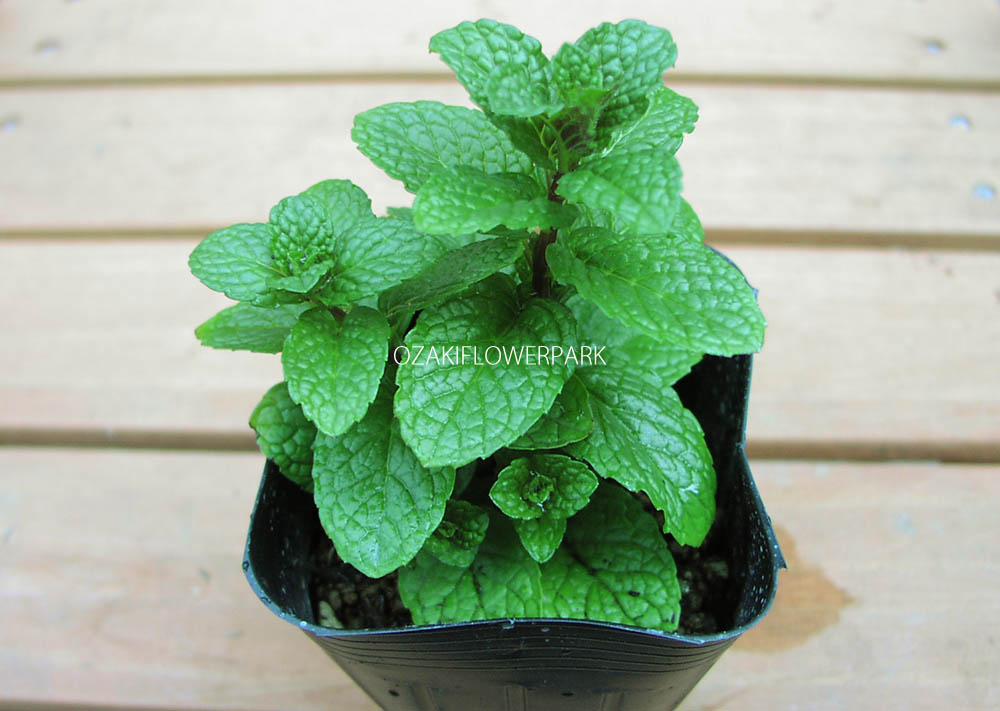 ミント | オザキフラワーパーク | オザキフラワーパーク