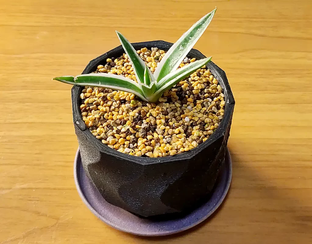 アガベ・笹の雪「氷山」の購入と成長記録 | アガベの成長をただ記録