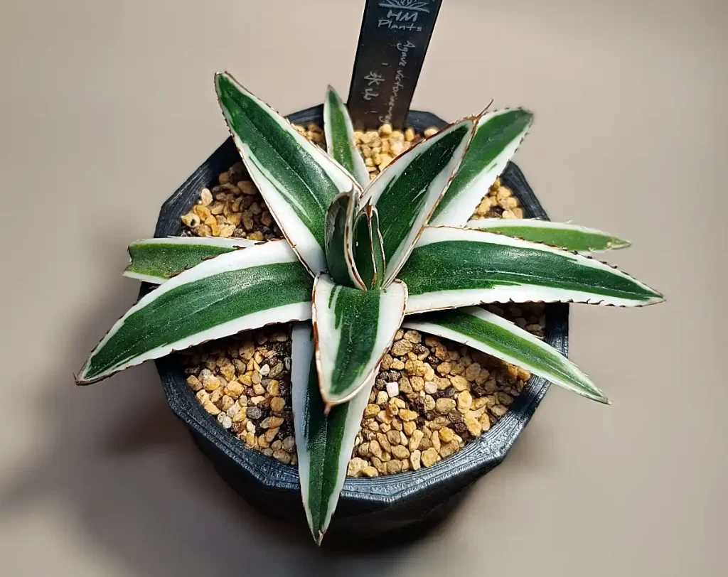 アガベ・笹の雪「氷山」の購入と成長記録 | アガベの成長をただ記録