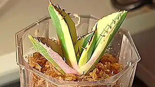 アガベ チタノタ スナグルトゥースの購入と成長記録 | アガベの成長を